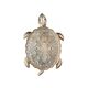 Бра Favourite Turtle